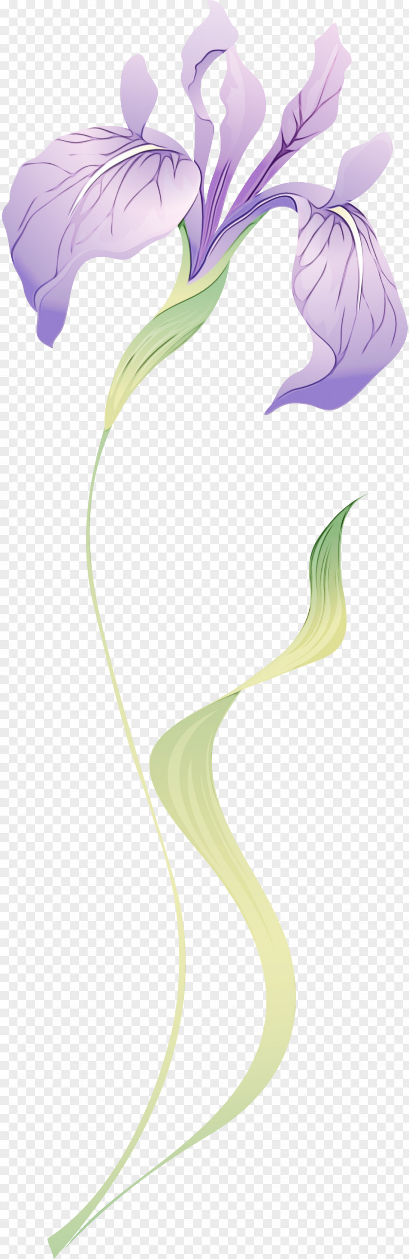 Arum Family Alismatales Giant White Lily Plant Flower Anthurium PNG