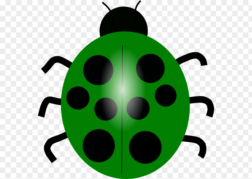 Beetle Ladybird Drawing Clip Art PNG