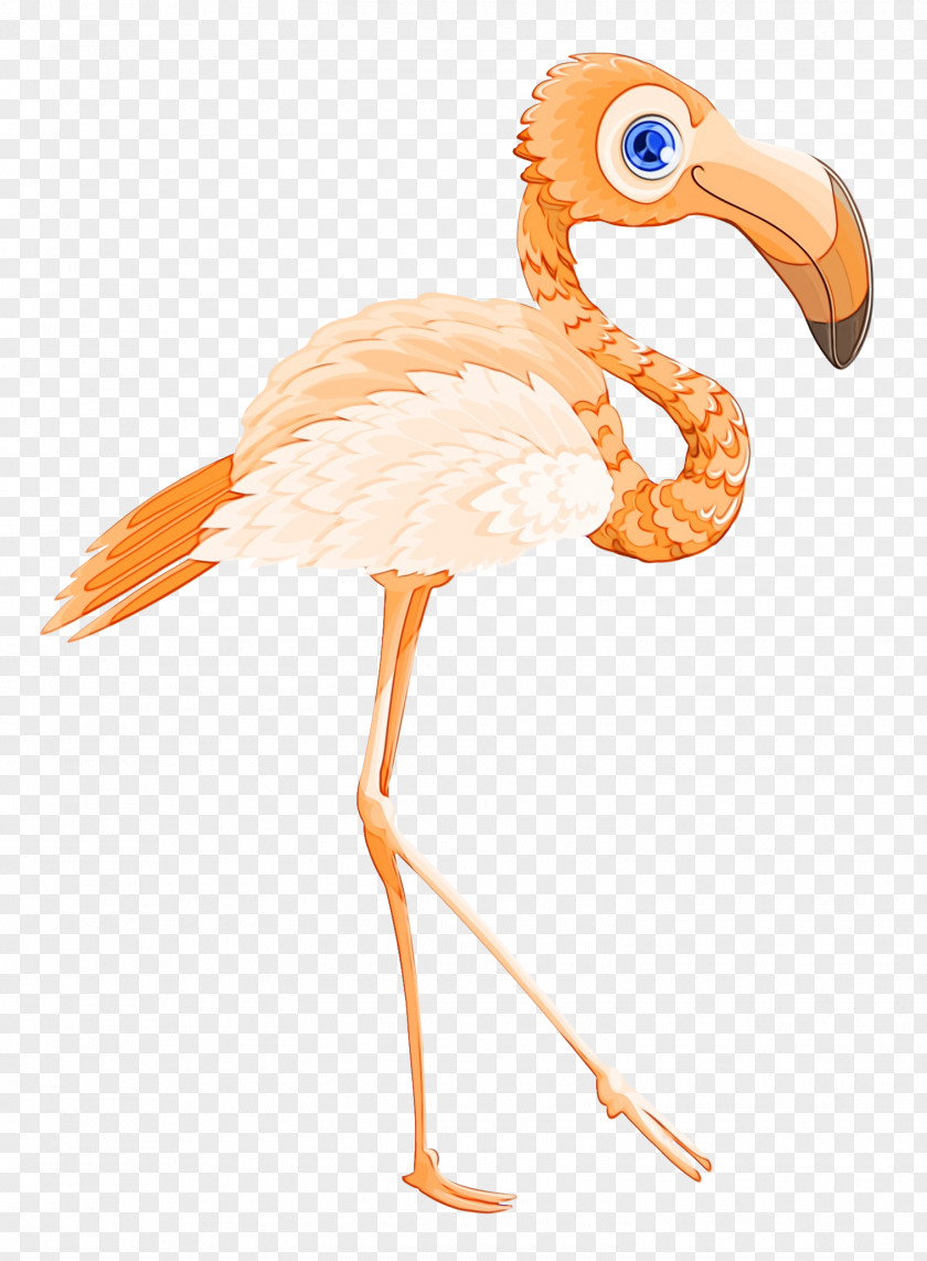 Bird Flamingo Beak Transparency PNG