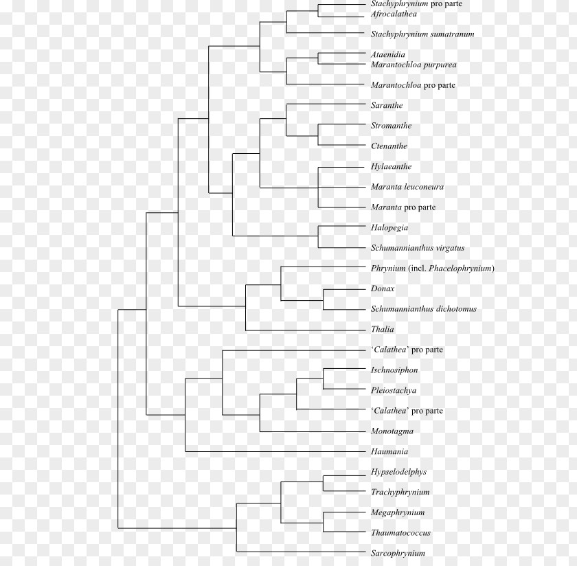 Fusarium Oxysporum Phylogenetic Tree Molecular Phylogenetics Solani PNG