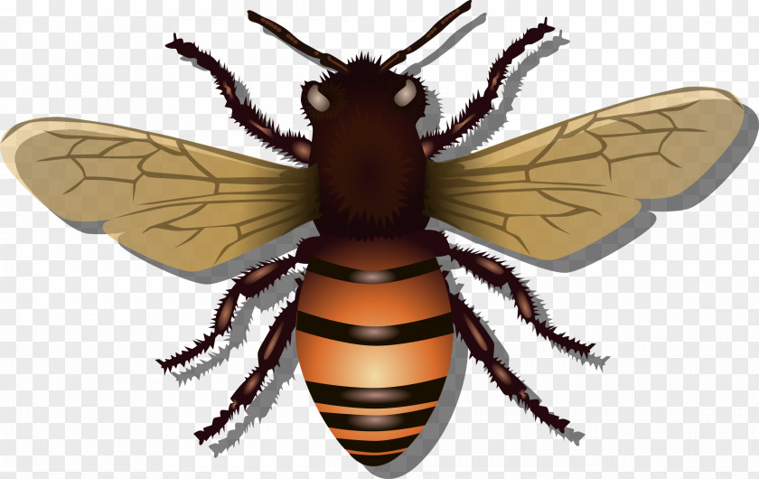 Honey Western Bee Insect Clip Art PNG