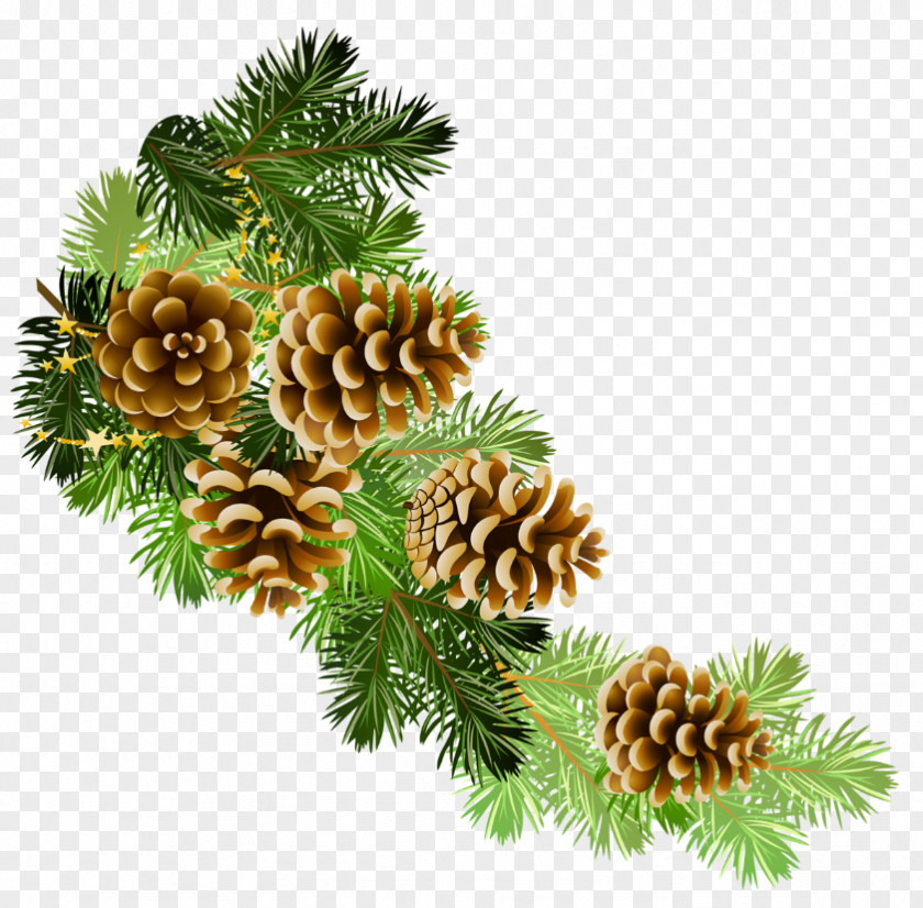 Transparent Pine Branch With Cones Clipart Conifer Cone Scots Clip Art PNG