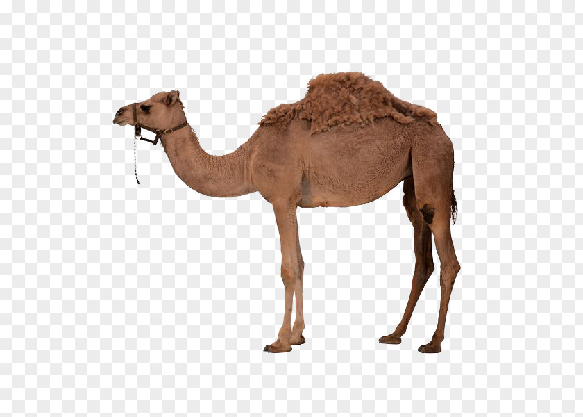 A Camel Dromedary Bactrian Clip Art PNG