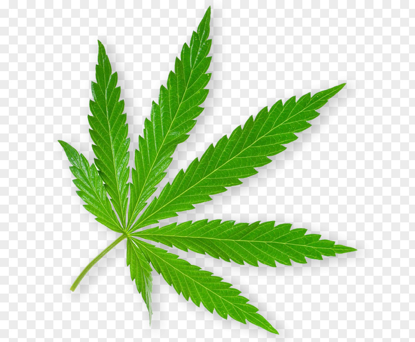 Cinquefoil Herb Cannabis Leaf Background PNG