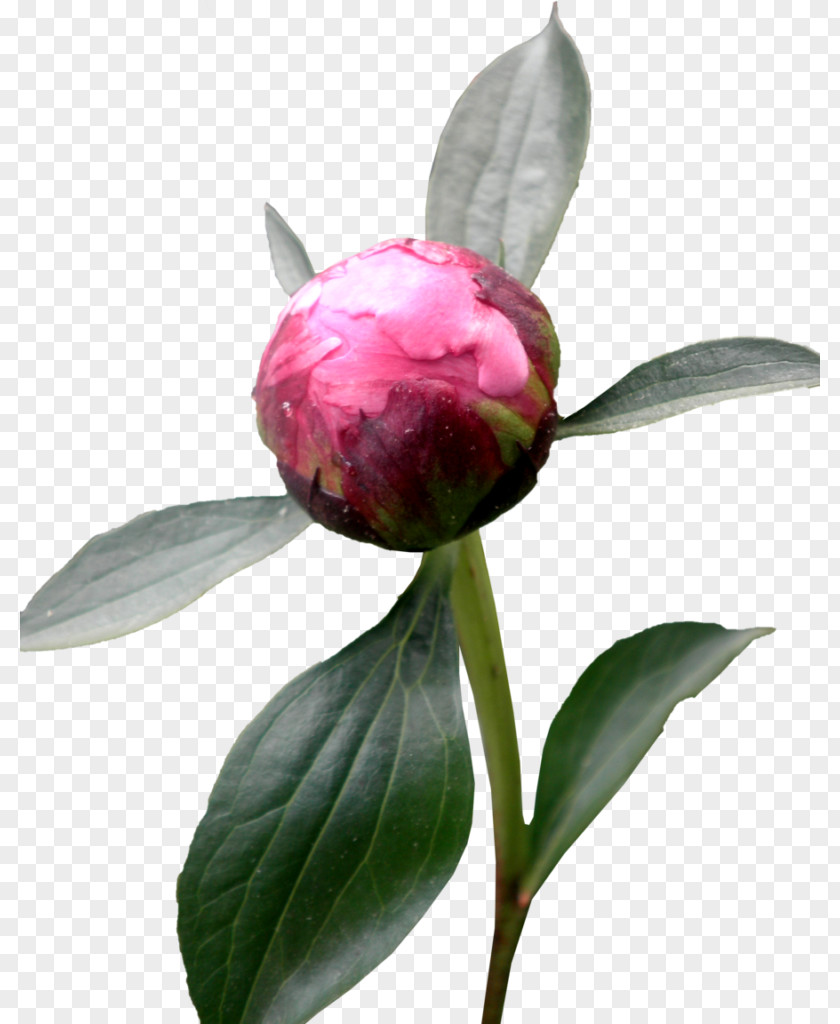 Flower Moutan Peony Desktop Wallpaper PNG