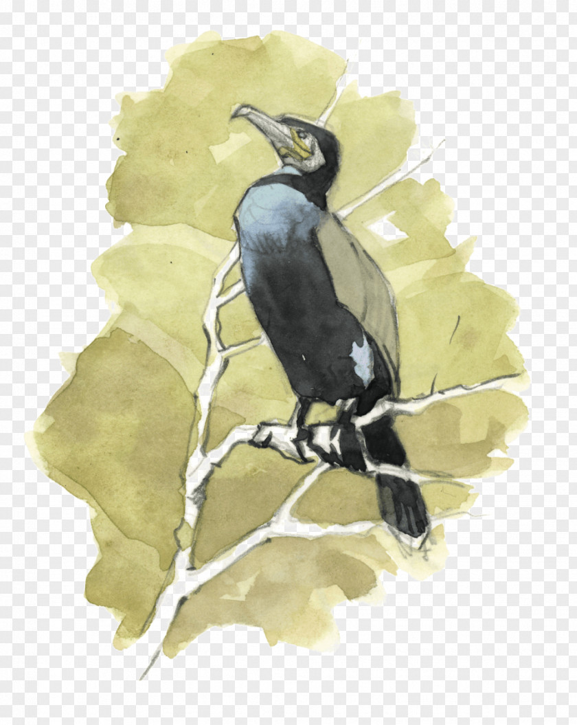Grand Master Beak Bird Fauna Hornbill PNG