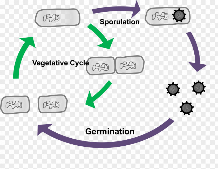Bacteria Spore Sporogenesis Sporulation Germination PNG