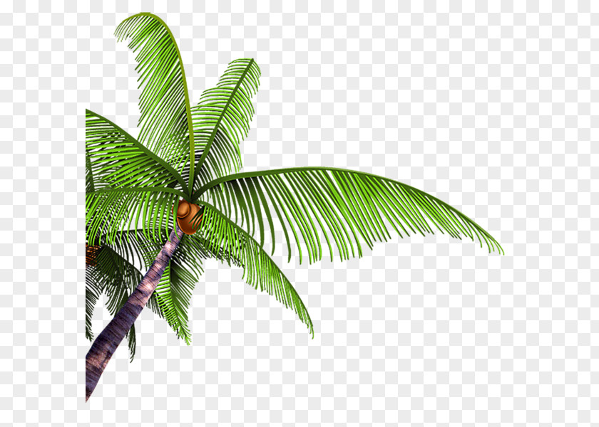 Coconut Poster Tree Arecaceae PNG