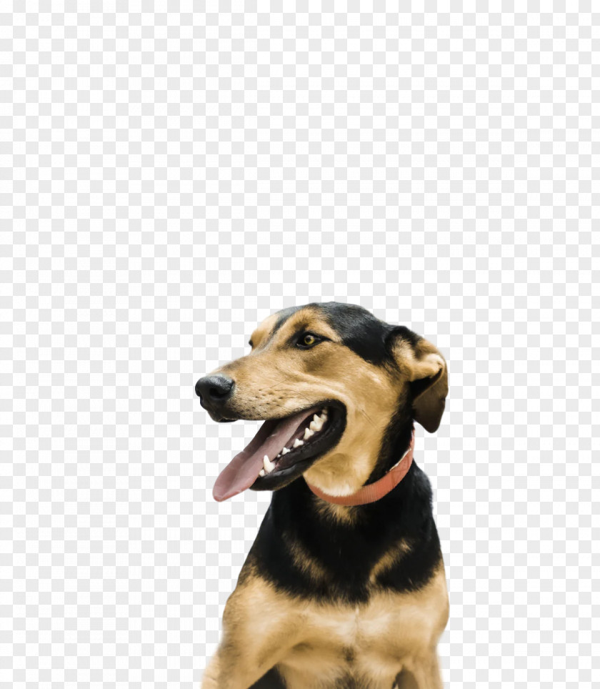 Dog Puppy Snout Leash Breed PNG
