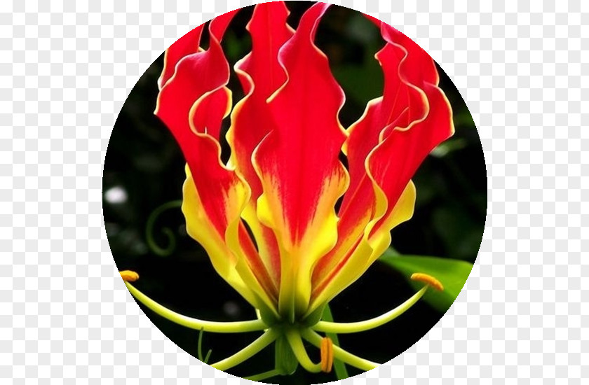 Flower Flame Lily Seed Vine Bulb PNG