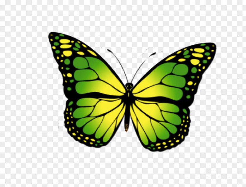 Monarch Butterfly PNG