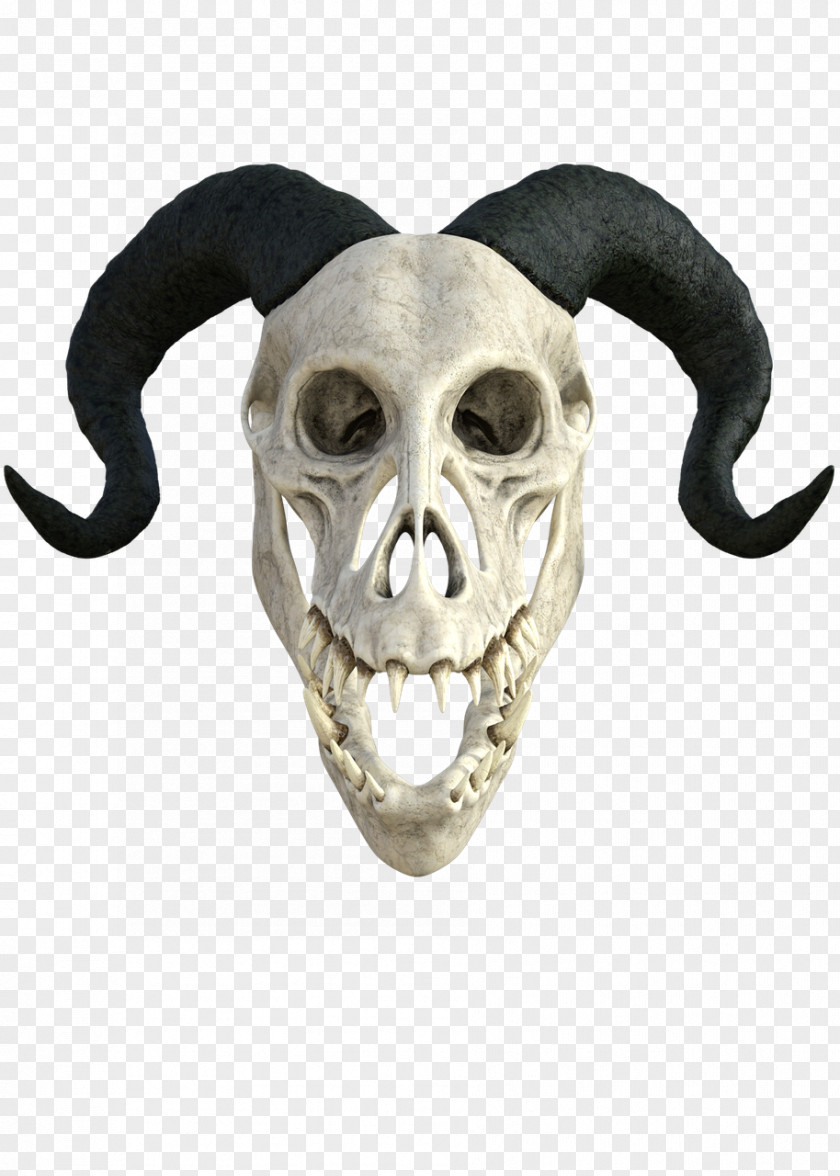 Skull Head Anatomy Clip Art PNG