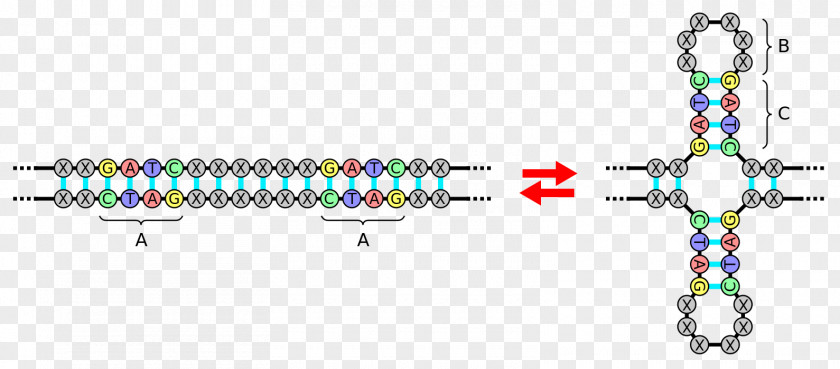 DNA Palindromic Sequence Palindrome Nucleic Acid Inverted Repeat PNG