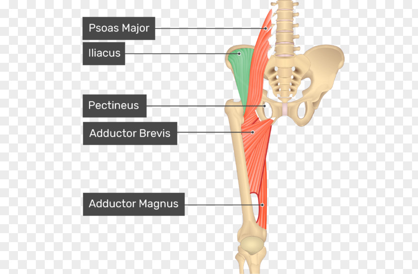 Rectus Femoris Muscle Pectineus Sartorius Anatomy Human Body PNG