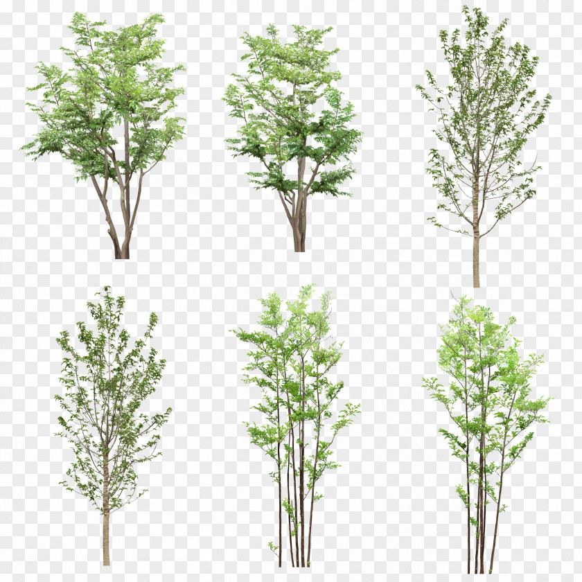 Creative Background Green Trees Tree Resource Computer File PNG