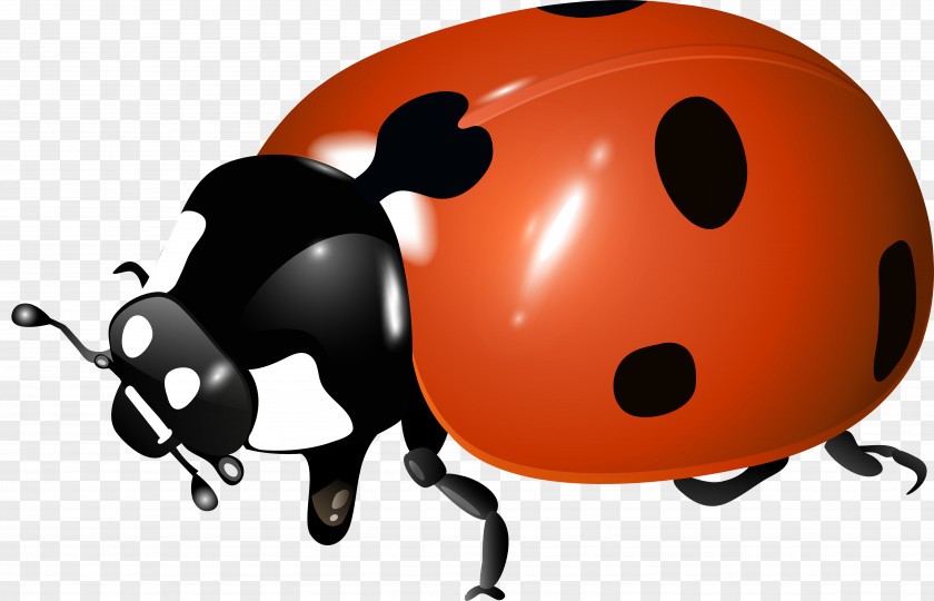 Ladybird Insect Photography Clip Art PNG