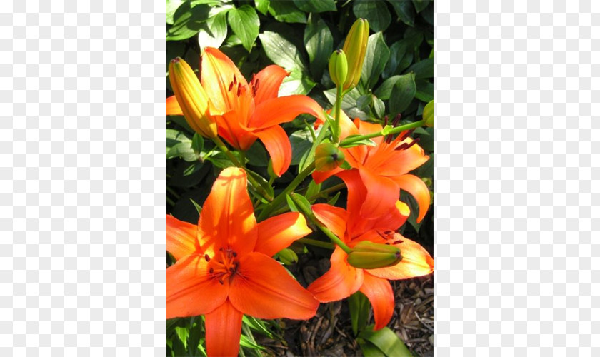 Lily Orange Amaryllis Cut Flowers Petal Daylily PNG