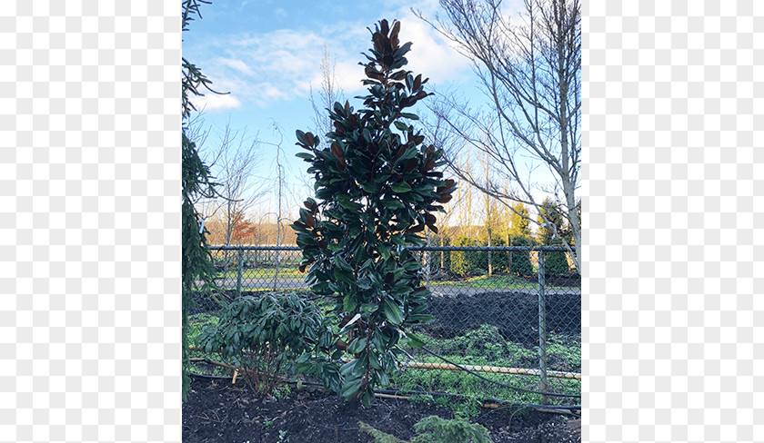 Magnolia Tree Spruce Pine Fir Larch PNG