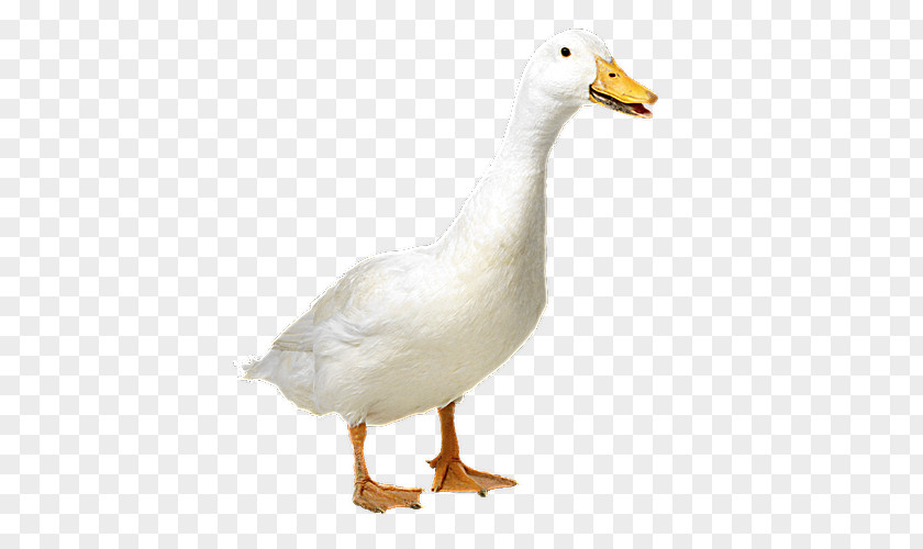 Poultry Slaughterhouse Duck Goose American Pekin Cygnini Mallard PNG