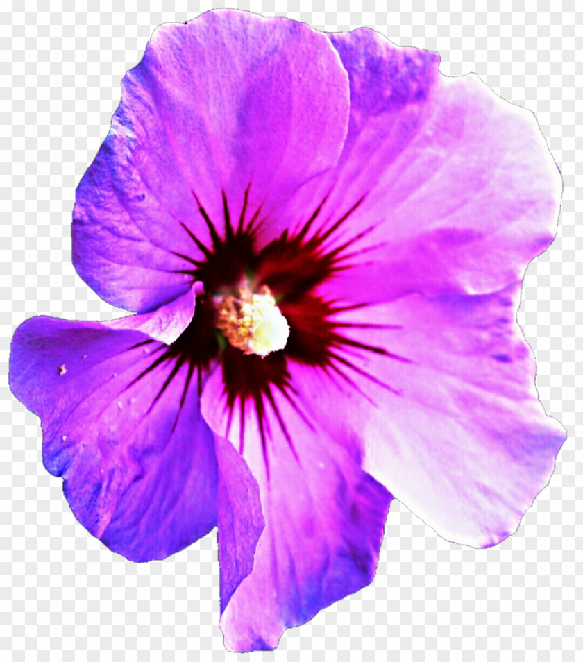 Purple Background Hibiscus Mallows Clip Art PNG