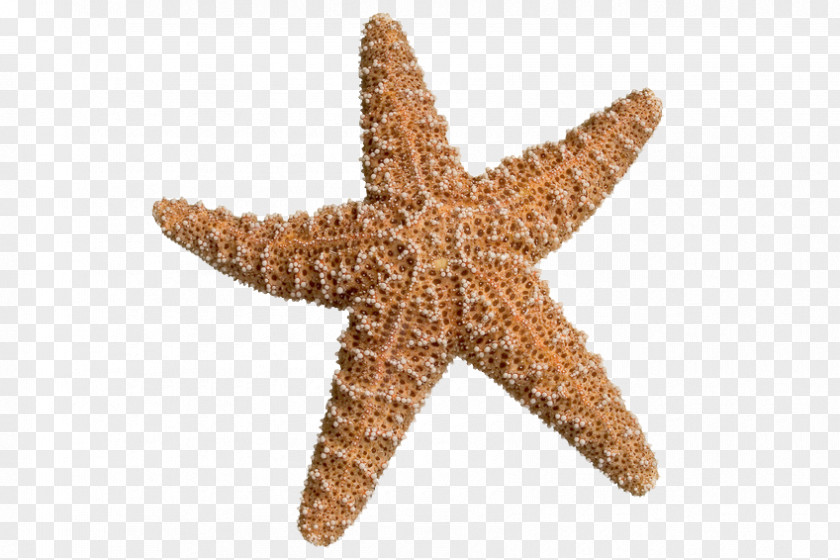 Starfish The Star Thrower Shore Stock Photography Sea PNG