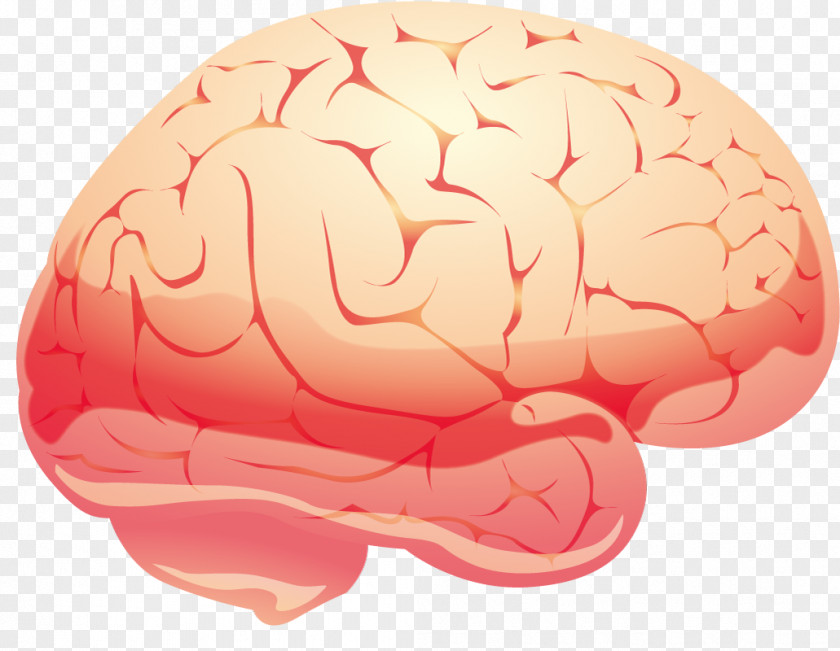 Vector Brain Euclidean Clip Art PNG