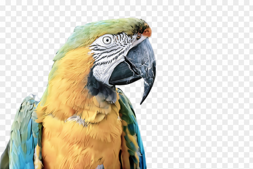 Wildlife Adaptation Bird Macaw Parrot Beak Parakeet PNG
