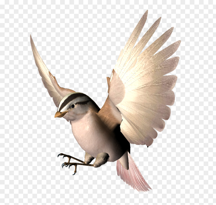 Bird Spreading Its Wings Wing Beak Animation PNG