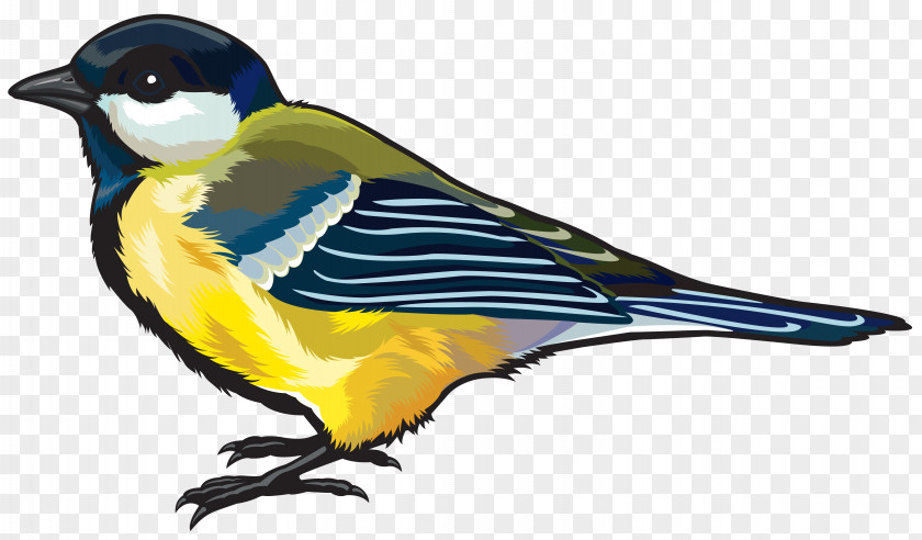 Birds Hummingbird Clip Art PNG