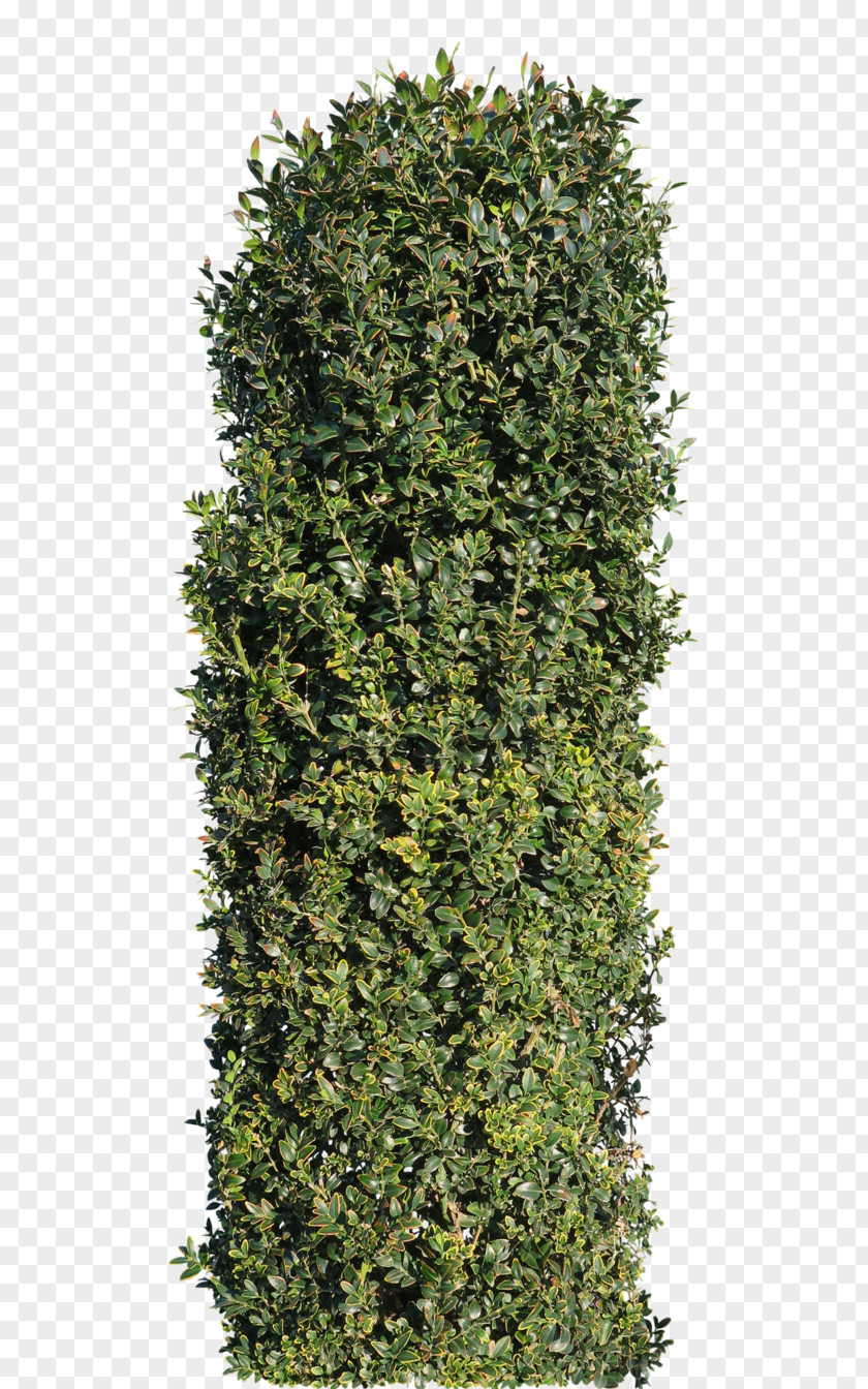 Boxwood Hedge Hedera Hibernica Common Ivy Persian The Gardens Of Appeltern PNG