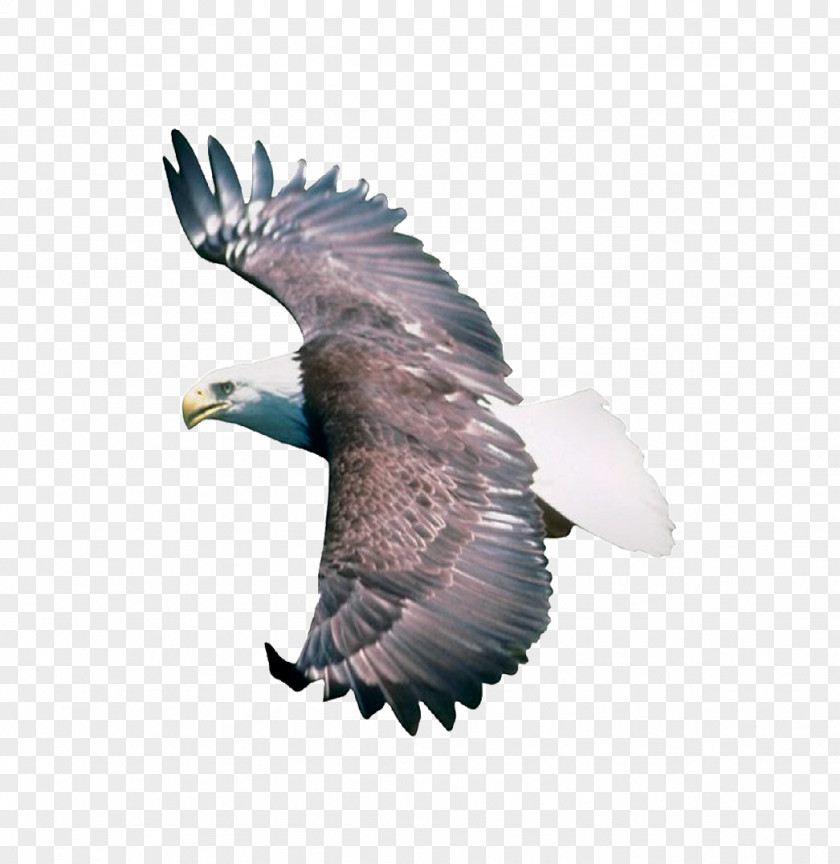 Eagle Bird .dwg PNG