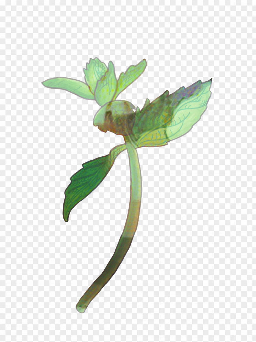 Eucalyptus Plant Mint Leaf PNG