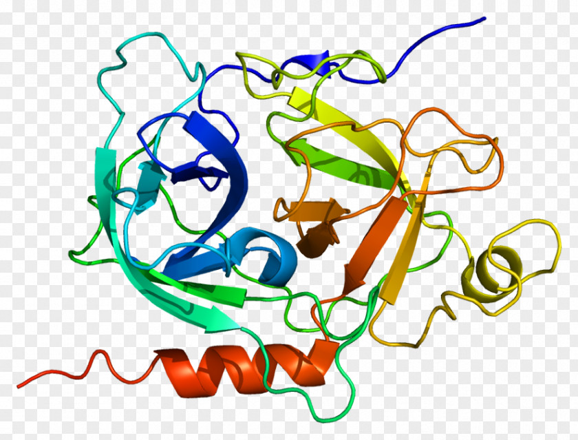 GZMK Granzyme Protein Gene Serine Protease PNG