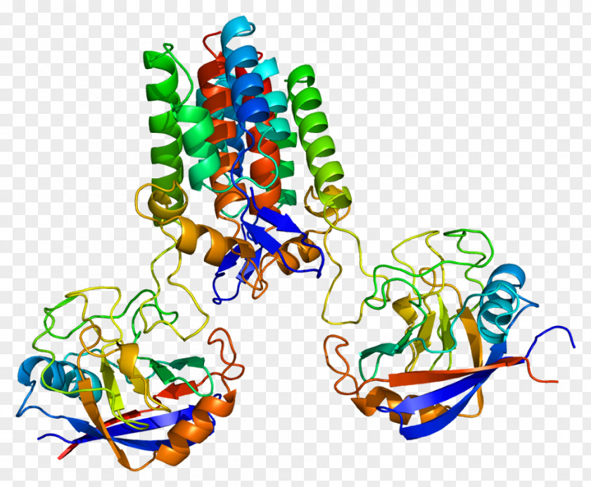 Peptidylprolyl Isomerase A Cyclophilin D PNG