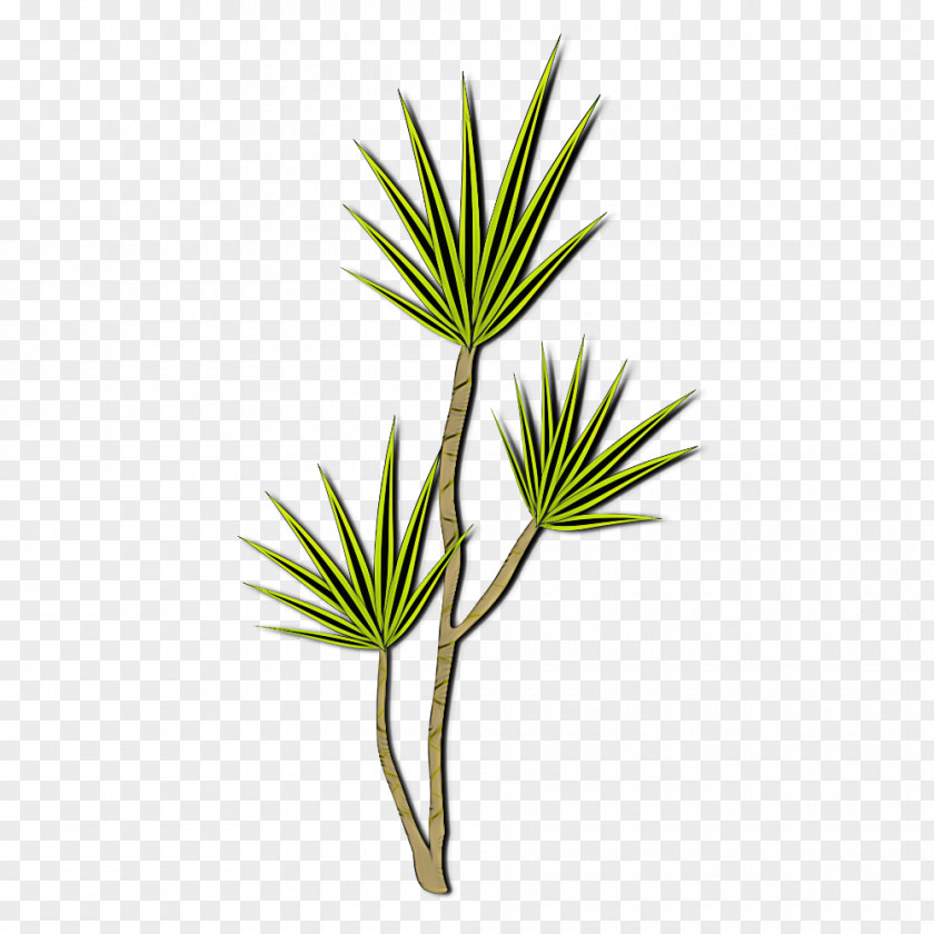 Plant Leaf Flower White Pine Shortstraw PNG