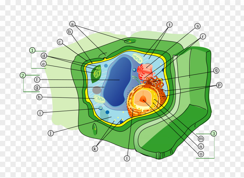 Plant Wall Cell Organelle PNG