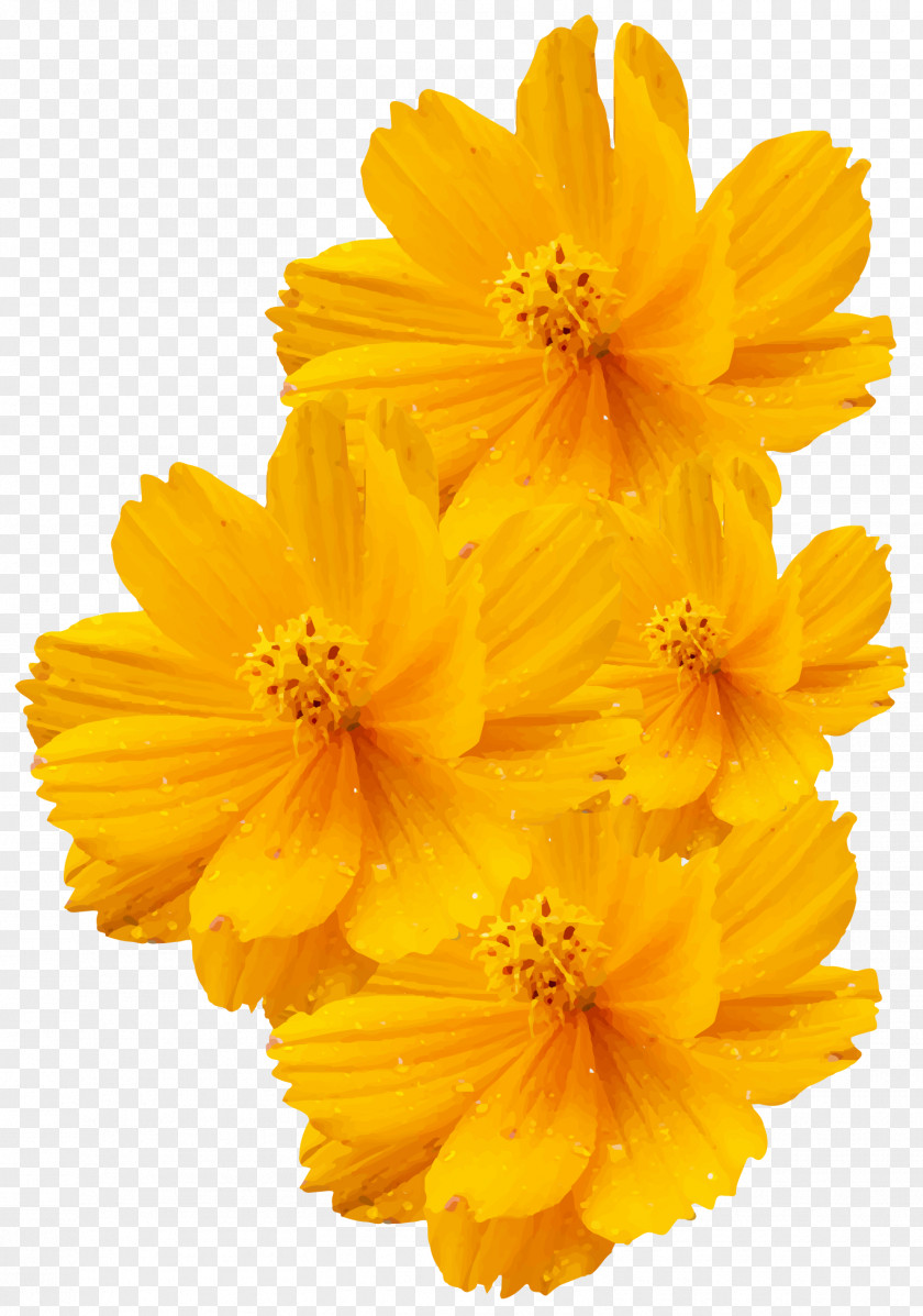 Shiny Flower Yellow Vector Cosmos Sulphureus Bipinnatus Euclidean PNG