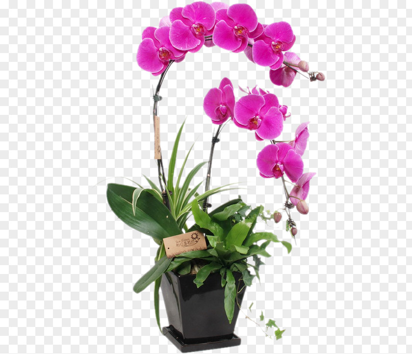 Flowers,Flowers China Zygopetalum Citti's Florist Plant Moth Orchids PNG