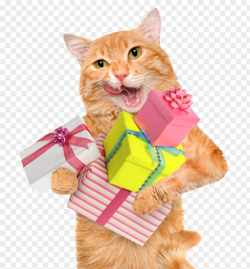 Happy To Receive A Gift Cat Felidae Photography Hill's Pet Nutrition PNG