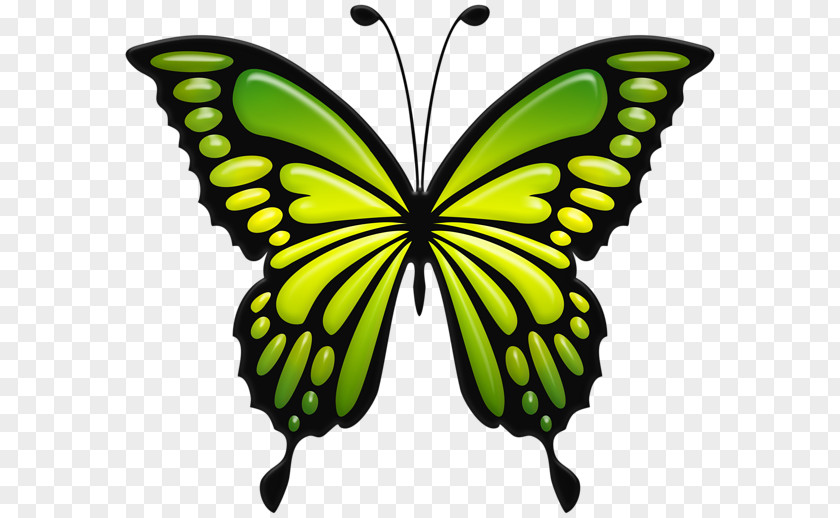 Names Of Green Butterflies Monarch Butterfly Clip Art Image PNG