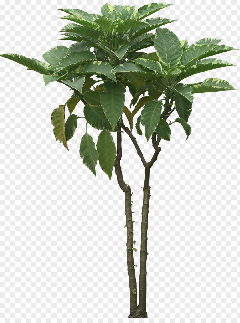 Shrubs Tree Bonsai Cordyline Australis Shrub Qiaomu PNG
