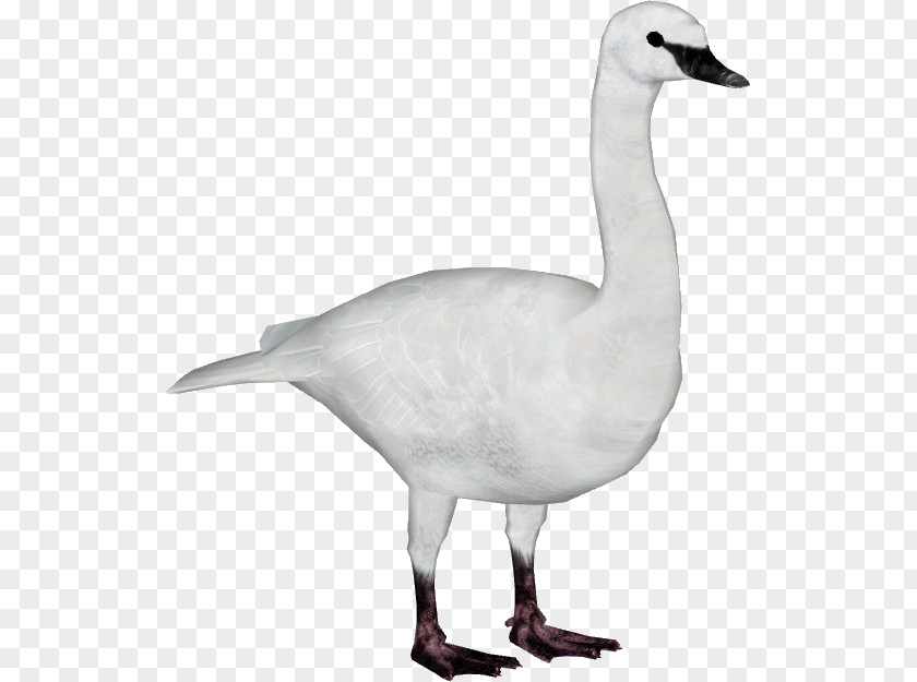 Swan Duck Goose Trumpeter Bird Whooper PNG