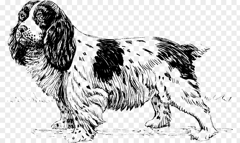 English Cocker Spaniel Setter Springer Sussex Russian Dog Breed PNG