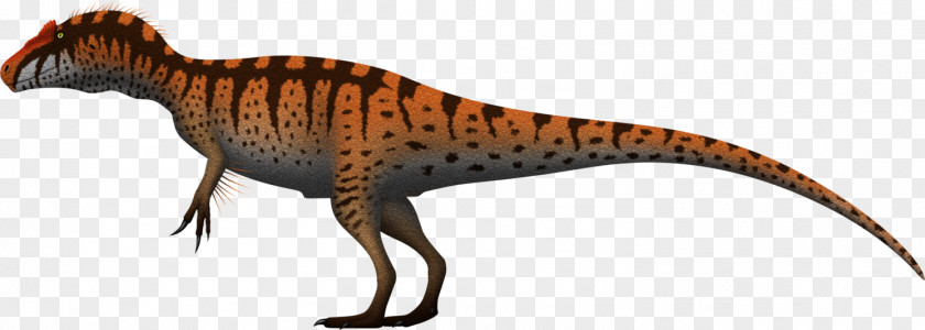 European Clipart Tyrannosaurus Allosaurus Giganotosaurus Metriacanthosaurus Torvosaurus PNG