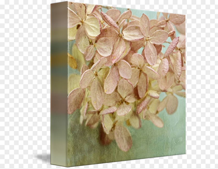 Hydrangea Flower Petal PNG