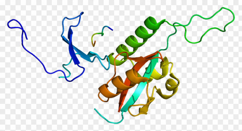 PIN1 Prolyl Isomerase PIN Proteins Mothers Against Decapentaplegic Homolog 3 PNG