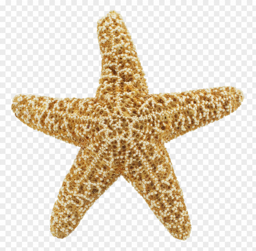 Starfish Clip Art PNG