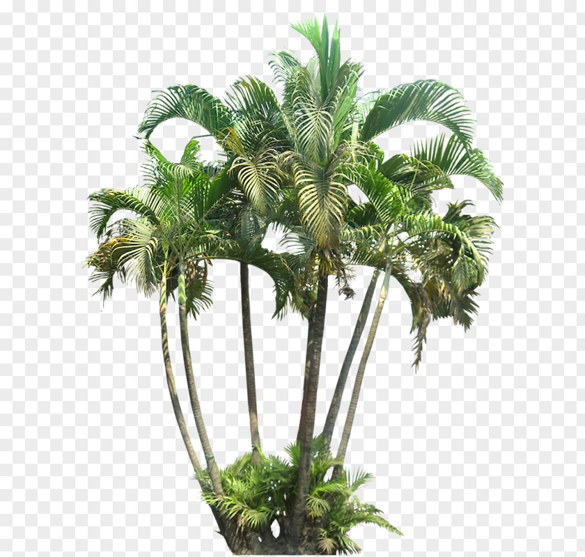 Tree Areca Palm Arecaceae Dypsis Decaryi Subtropics PNG