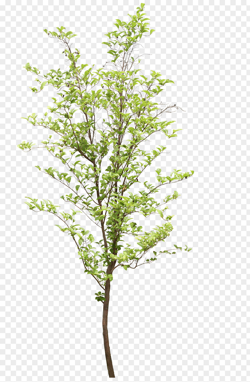 Tree Fruit Twig Branch Photography PNG
