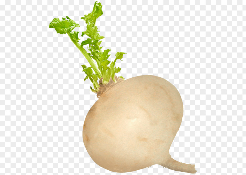 Vegetable Turnip Black Spanish Radish Radishes Food PNG